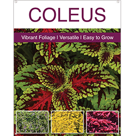 Coleus 22x28