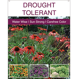 Drought Tolerant 22x28