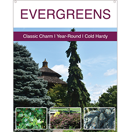 Evergreens 22x28