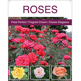 Roses 22x28