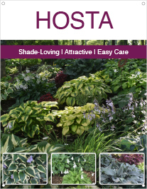 Hosta 22x28