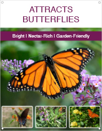 Attracts Butterflies 22x28