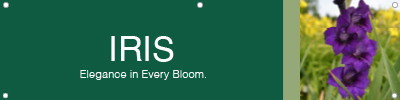 Iris 48x12 - Fairview