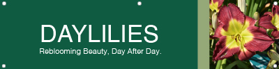 Daylilies 48x12 - Fairview