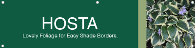 Hosta 48x12 - Fairview