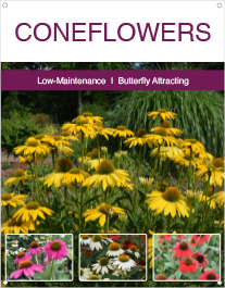 Coneflowers 22x28