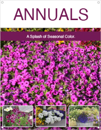 Annuals 22x28