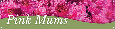 Mums - Pink 47