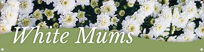 Mums - White 47