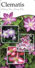 Clematis 18