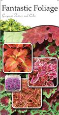 Fantastic Foliage 18x36 - Traditional