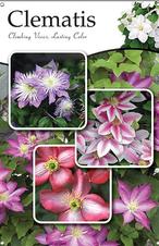 Clematis 24