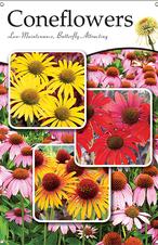 Coneflowers 24