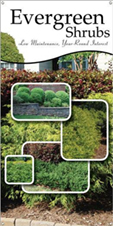 Evergreen Shrubs 18