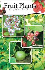 Fruit Plants 24