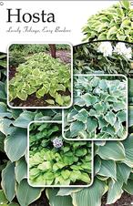 Hosta 24x36 - Traditional