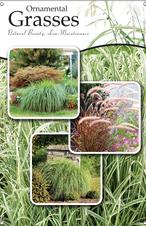 Ornamental Grasses 24x36 - Traditional