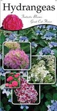 Hydrangeas 18