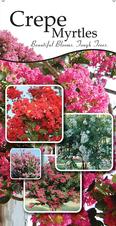 Crepe Myrtles 18 x 36 - Traditional