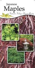 Japanese Maples 18