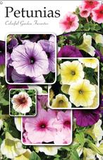 Petunias 24