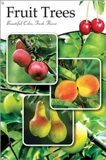 Fruit Trees 24x36 - Traditional