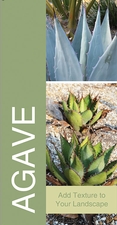 Agave 18x36 - Bold