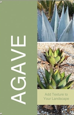 Agave 24x36 - Bold