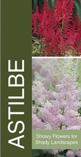 Astilbe 18x36 - Bold