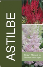 Astilbe 24x36 - Bold