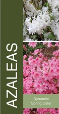 Azaleas 18x36 - Bold