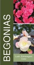 Begonias 18