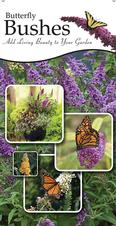 Butterfly Bushes 18