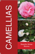 Camellias 24