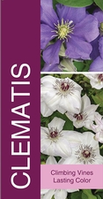 Clematis 18