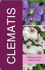 Clematis 24