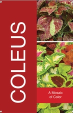 Coleus 24