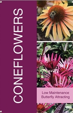 Coneflowers 24