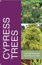 Cypress Trees 24