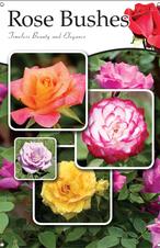 Rose Bushes 24