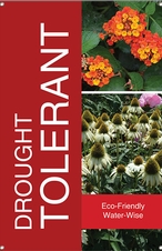 Drought Tolerant 24