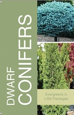 Dwarf Conifers 24