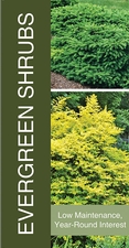 Evergreen Shrubs 18x36 - Bold