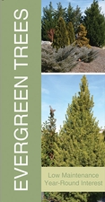 Evergreen Trees 18