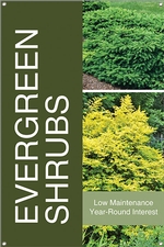 Evergreen Shrubs 24