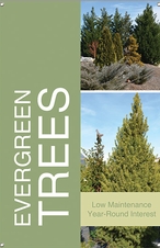 Evergreen Trees 24x36 - Bold