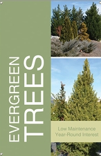 Evergreen Trees 24