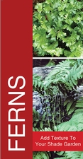 Ferns 18