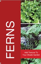 Ferns 24