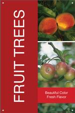 Fruit Trees 24x36 - Bold